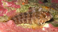 120 Blennie gattorugine (Parablennius gattorugine)